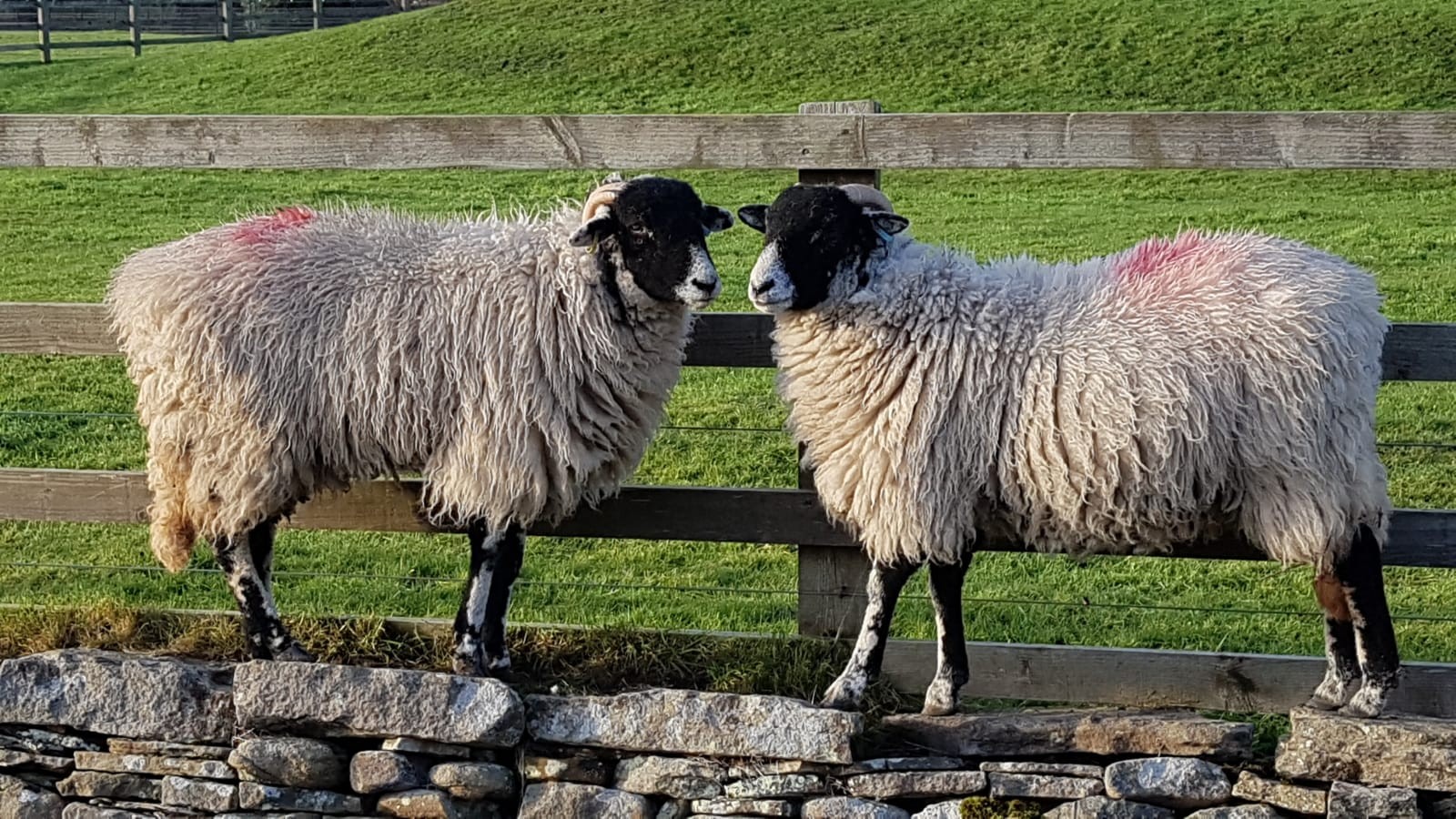 Ewe and me together