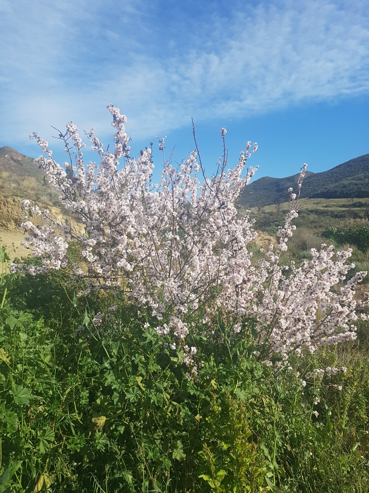 Almond tree in bloom