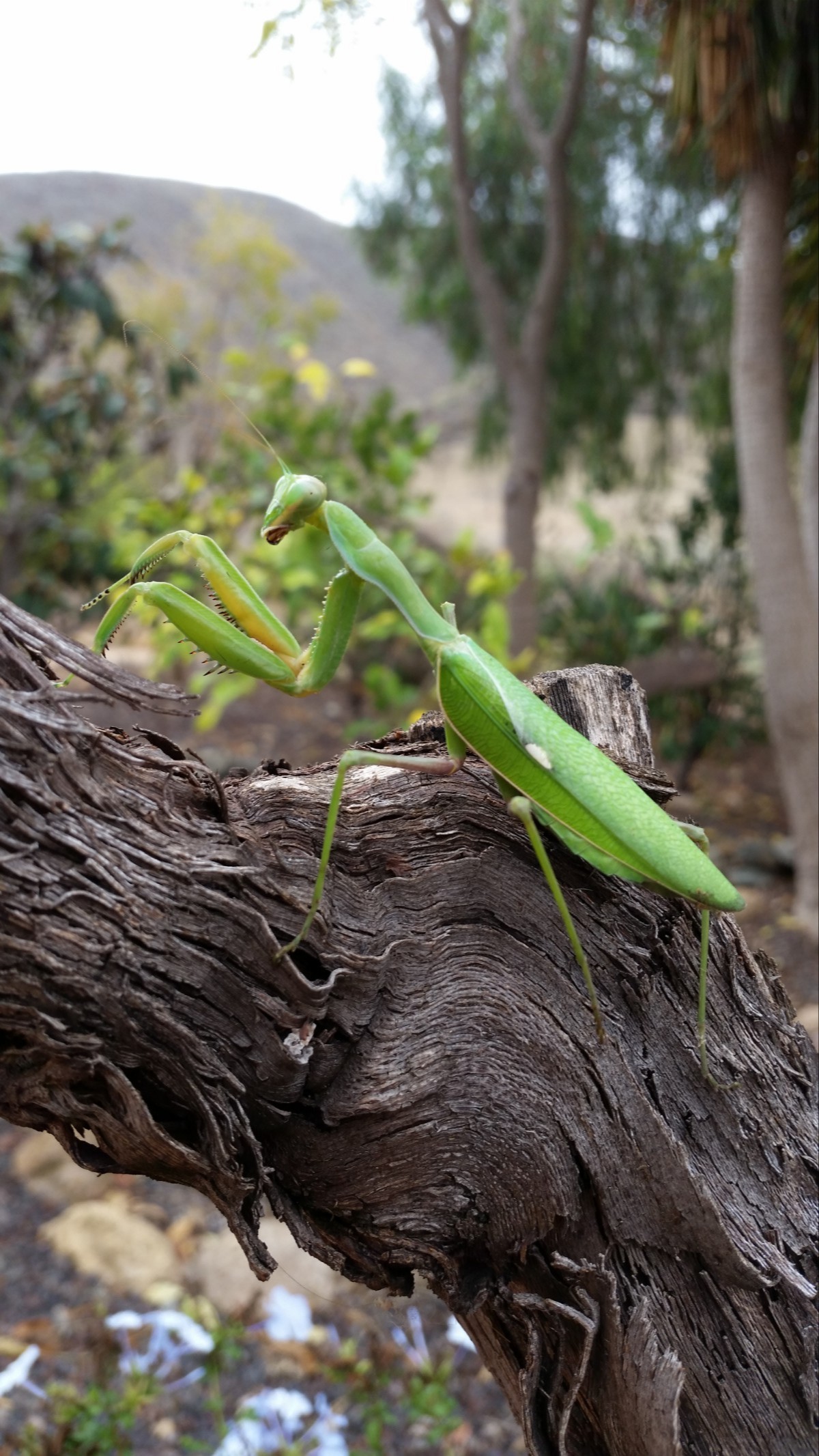 Green praying mantis