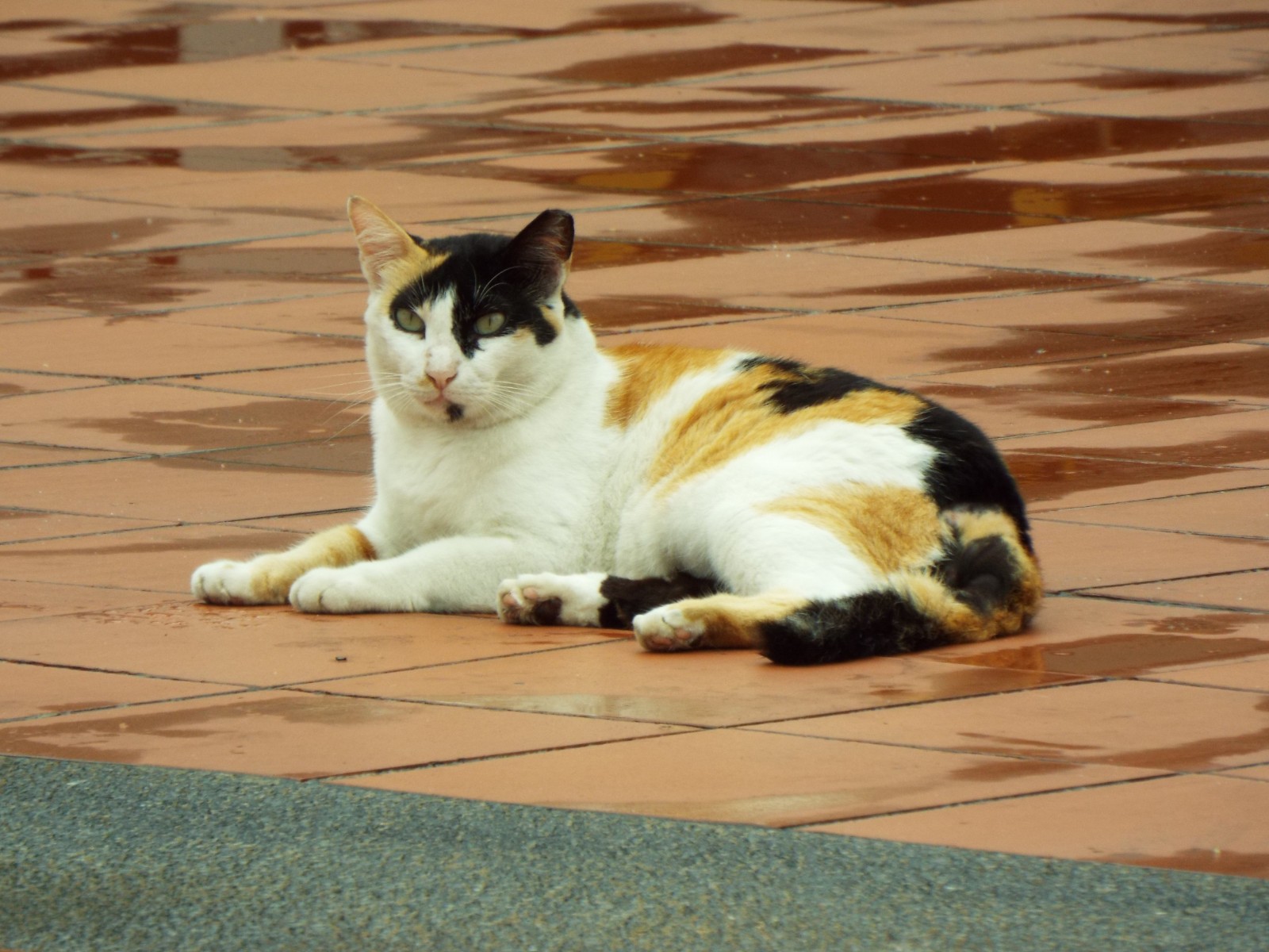 Tortoise shell cat