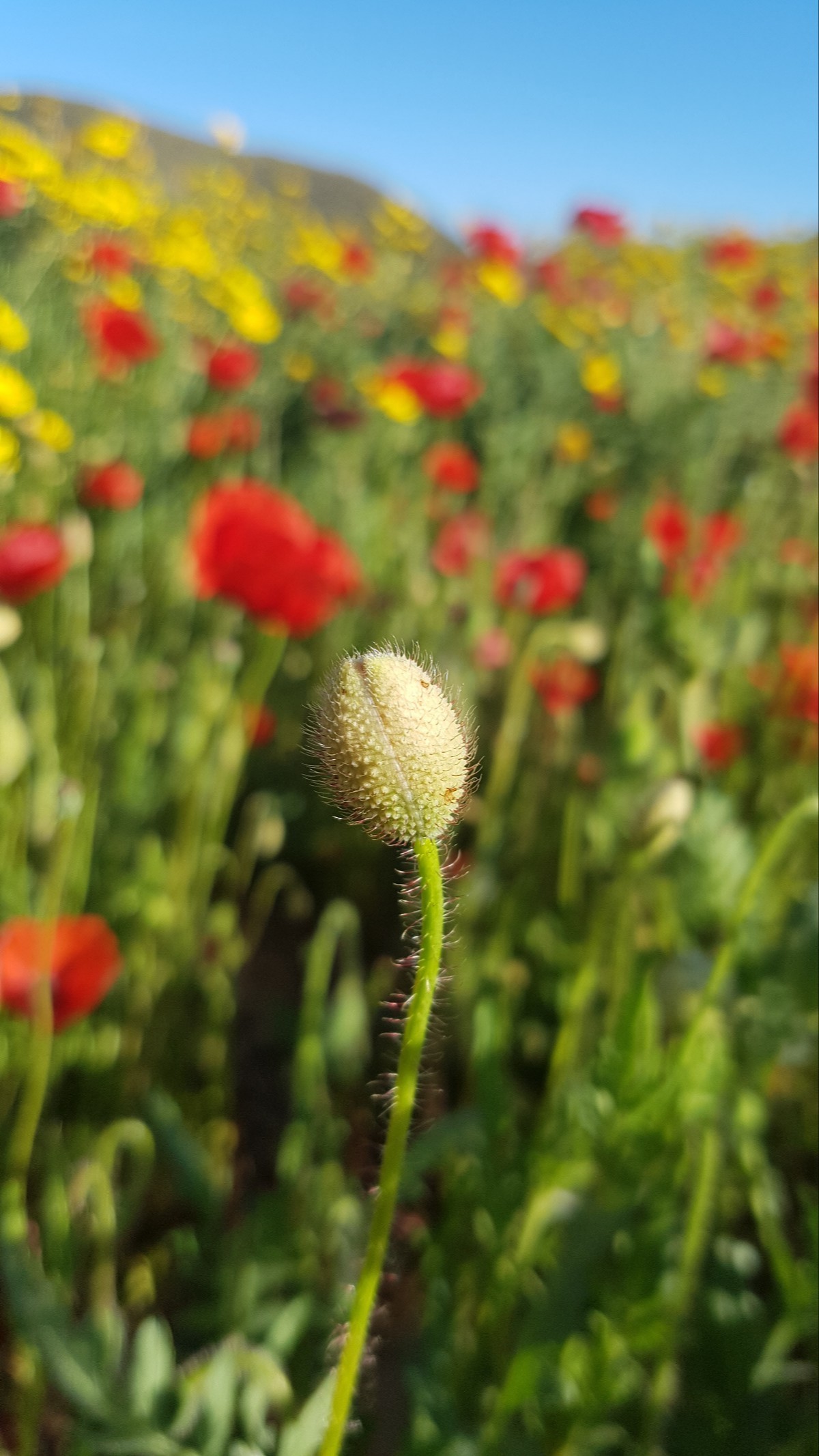 The beautiful poppy
