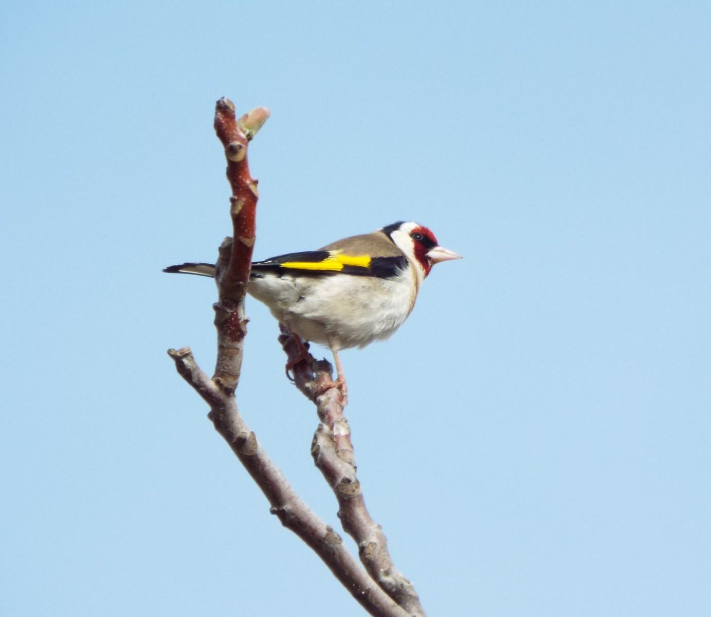 European goldfinch