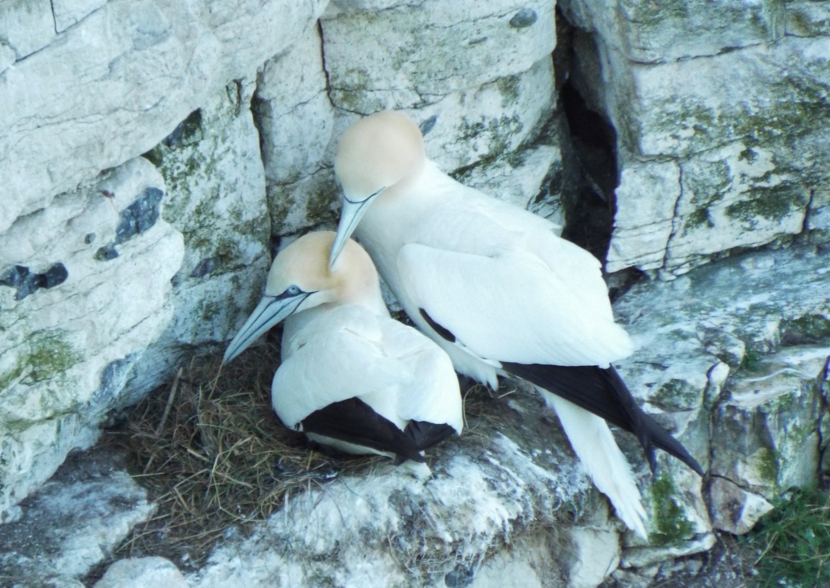 Nesting Gannets