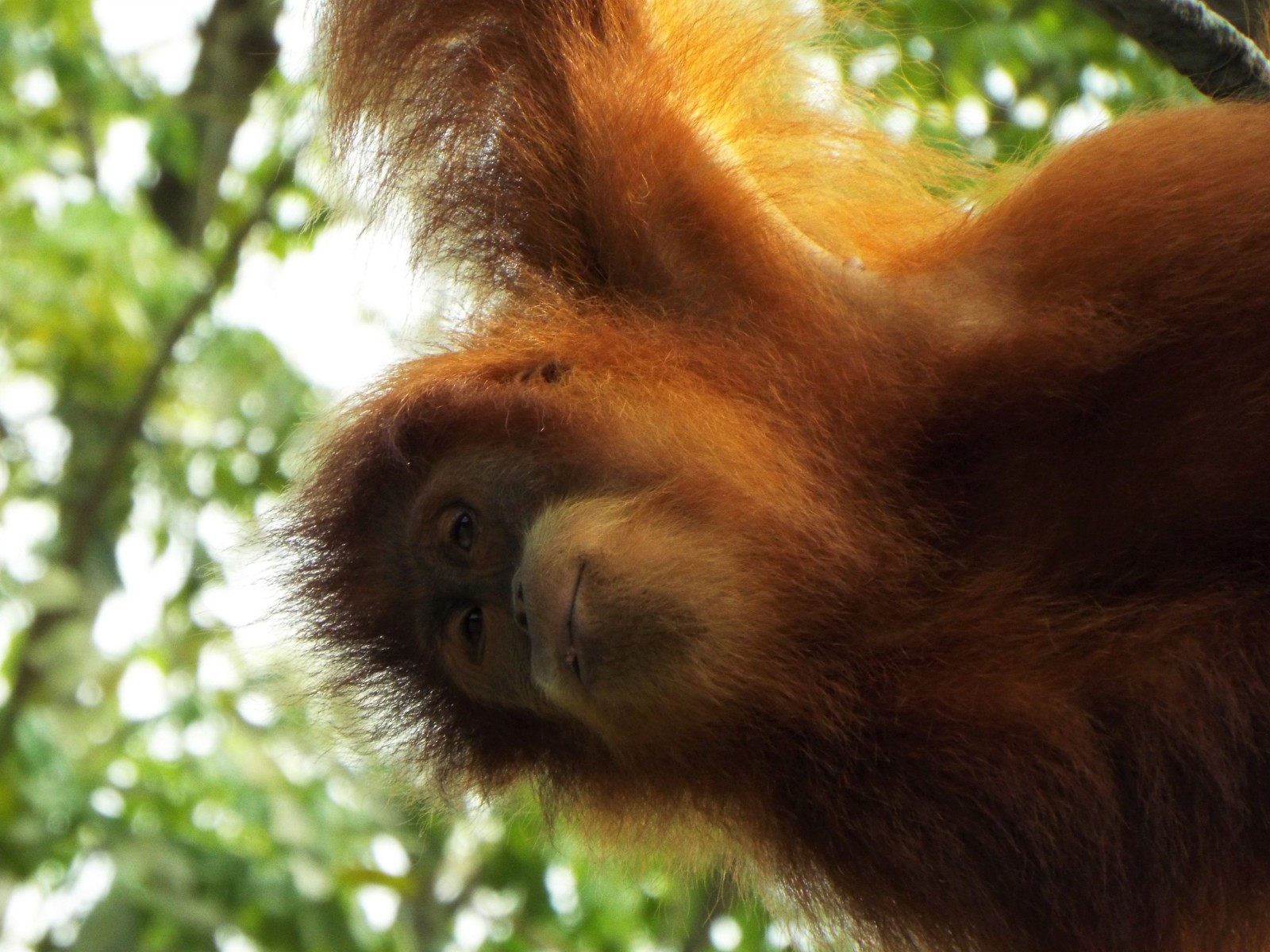 Orangutan