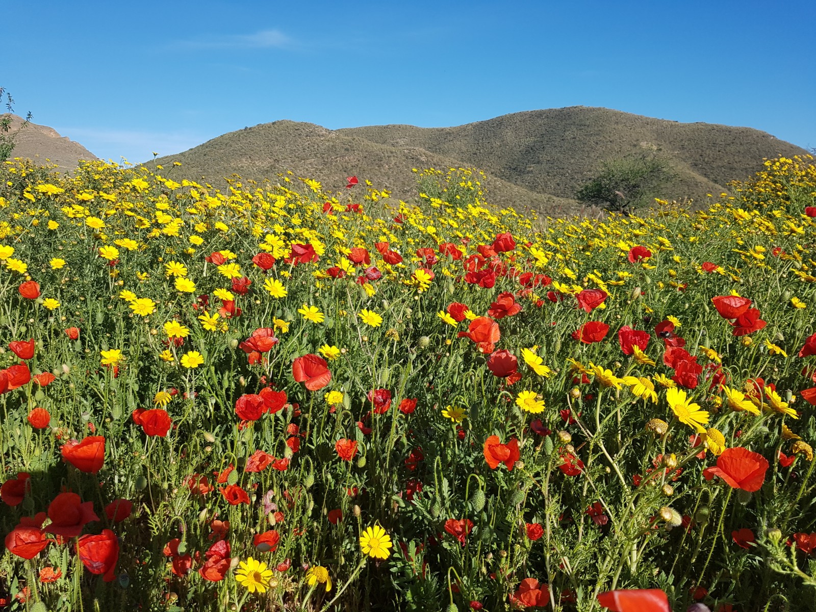 Spring flowers