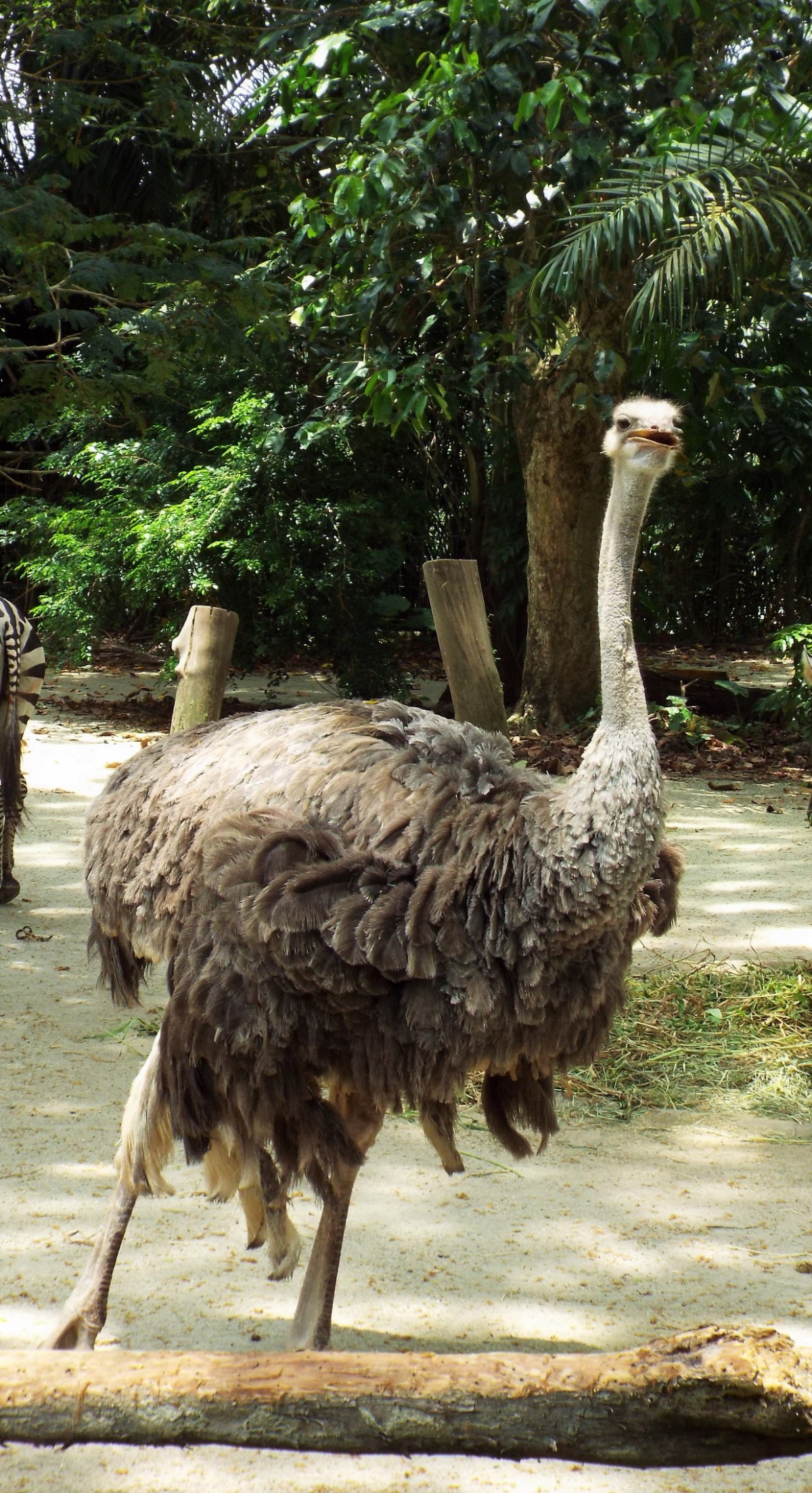 Ostrich