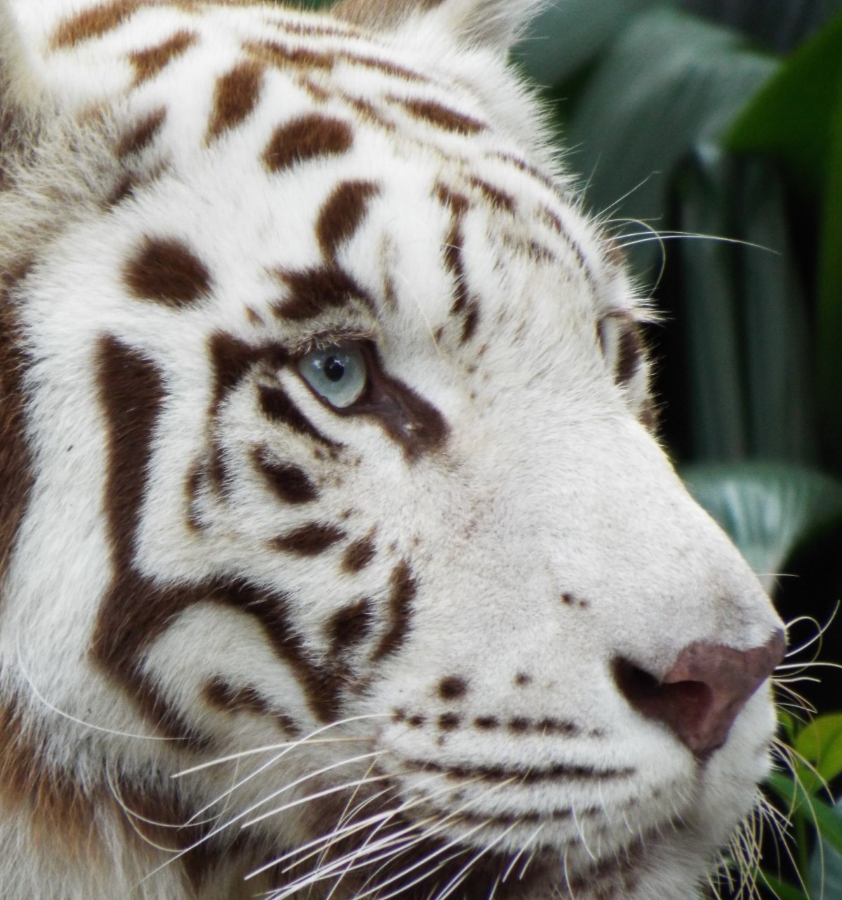 Eye of the tiger
