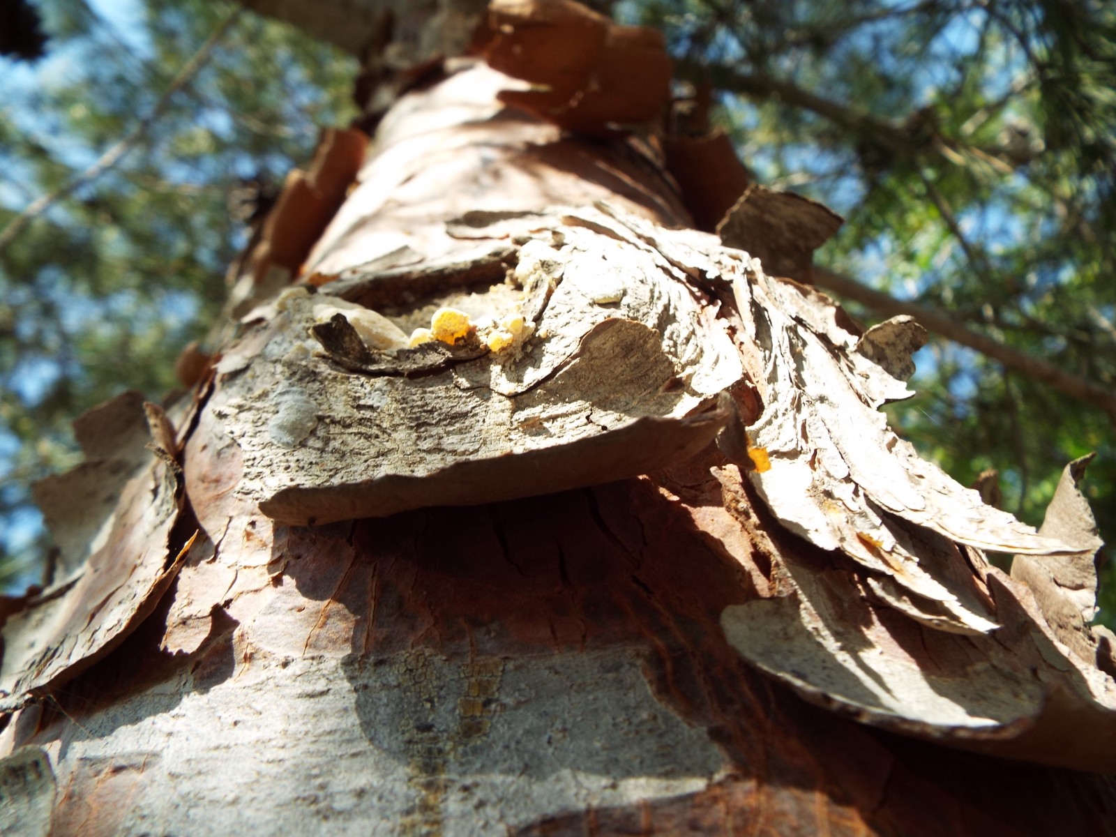 Peeling bark