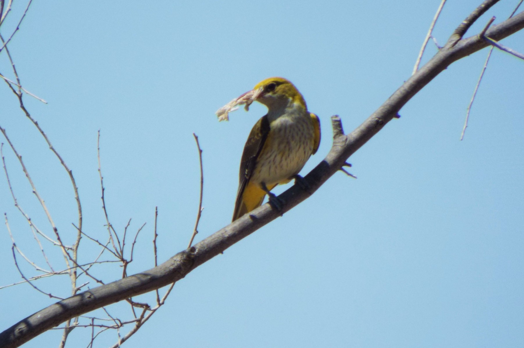 Nest building Golden Oriole