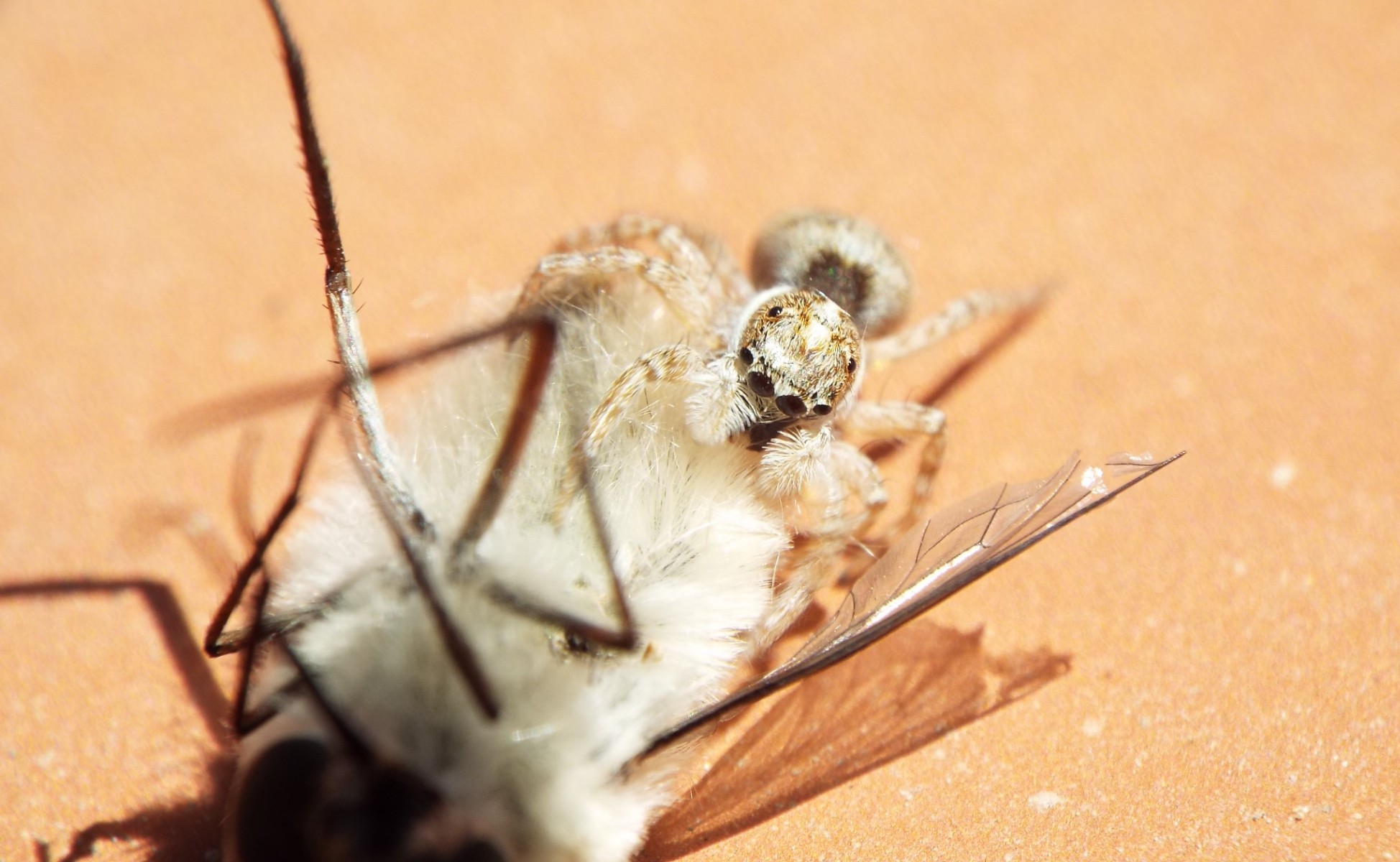 Jumping Spider catches the bee