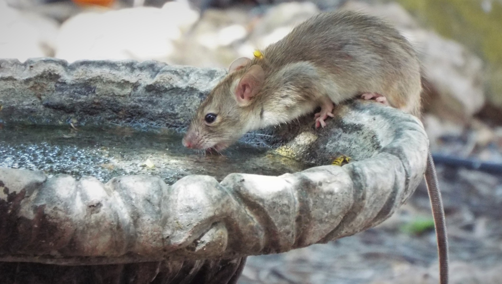 Thirsty rat