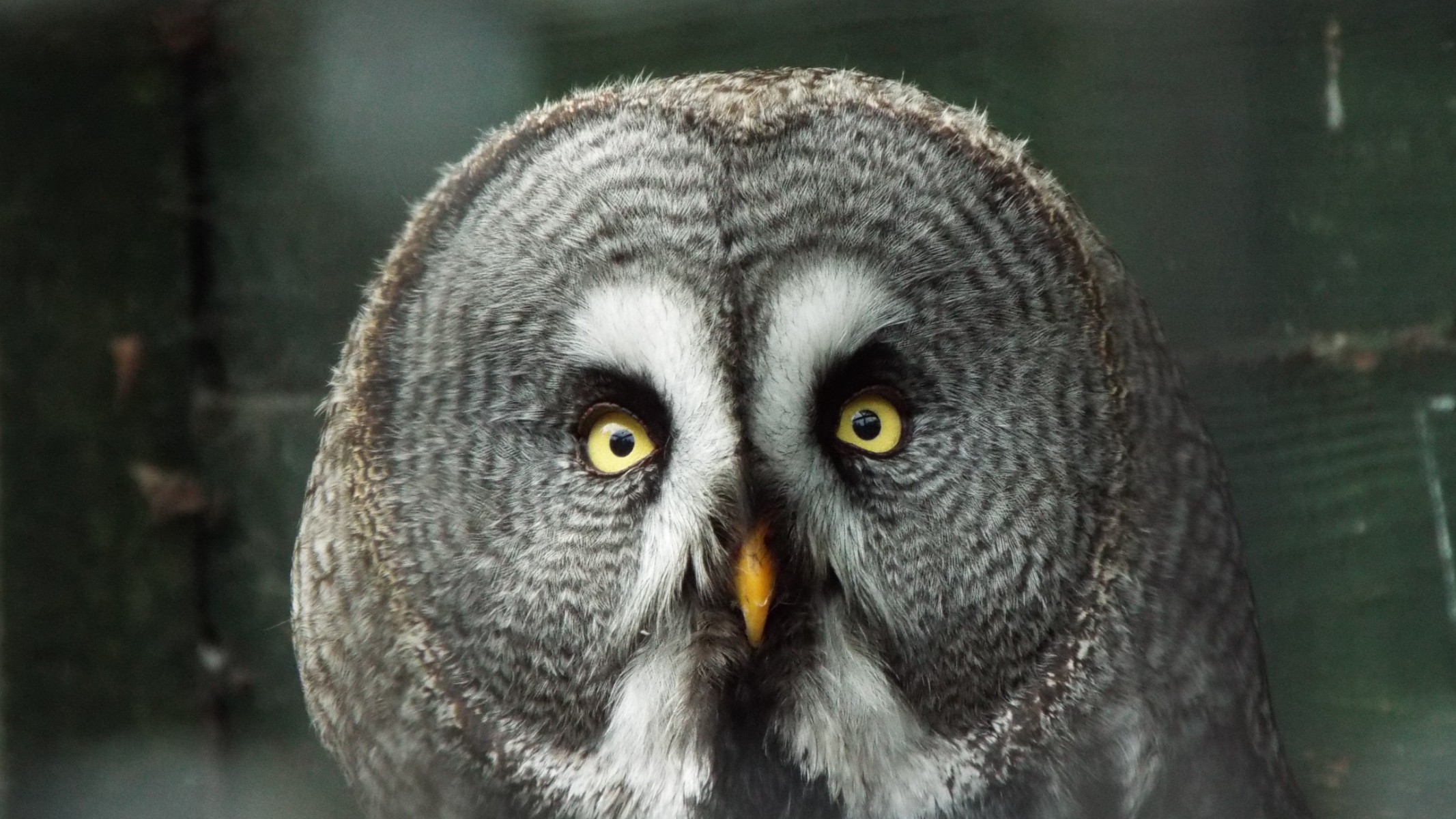 Great grey owl