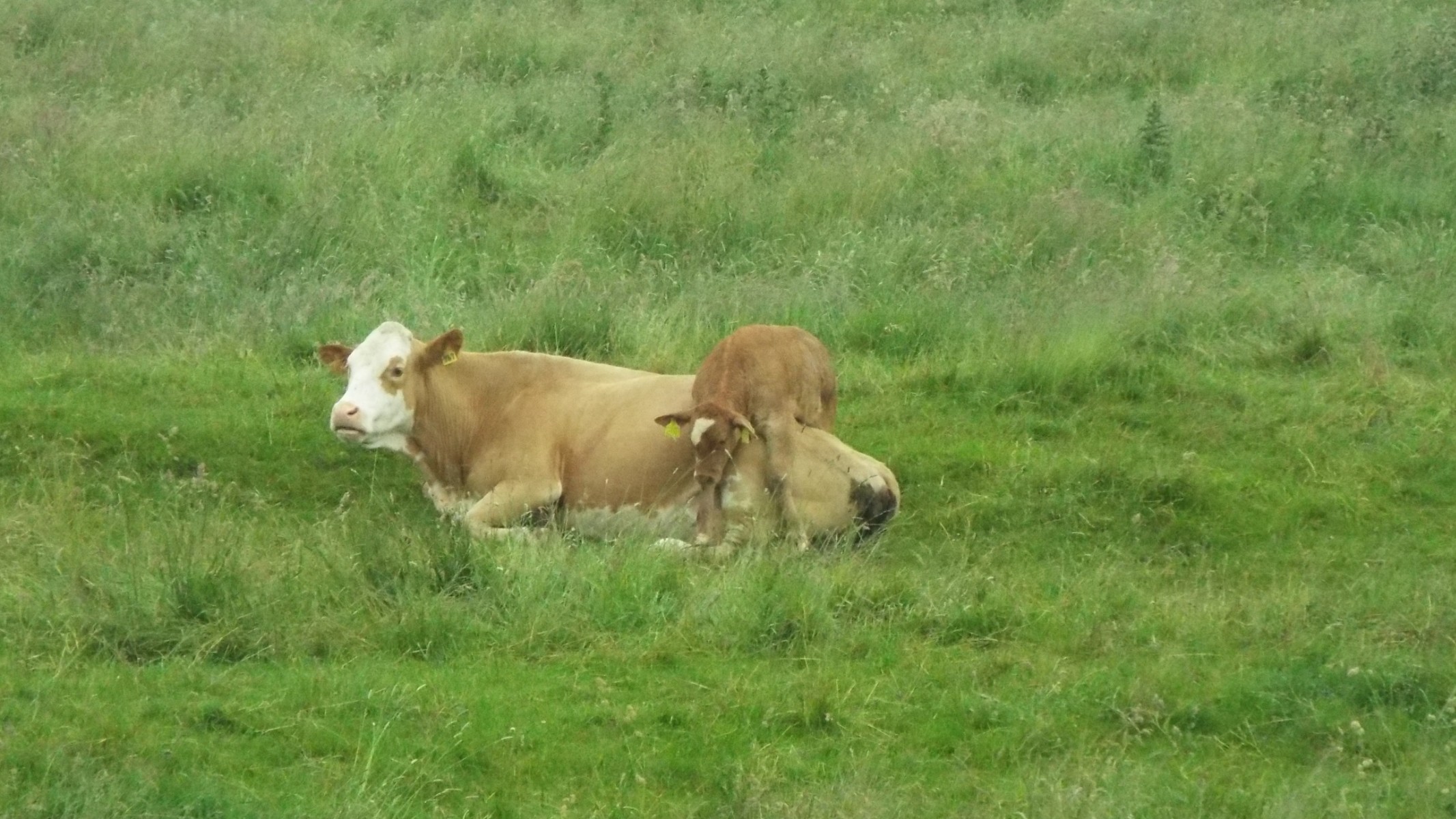 Comfortable bed you make mum