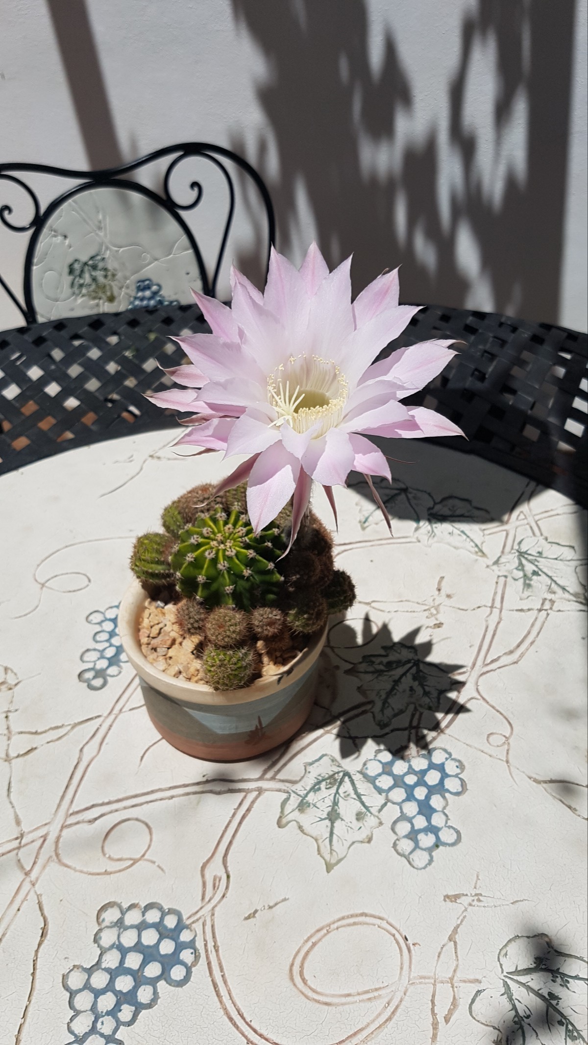 Delicate pink flower