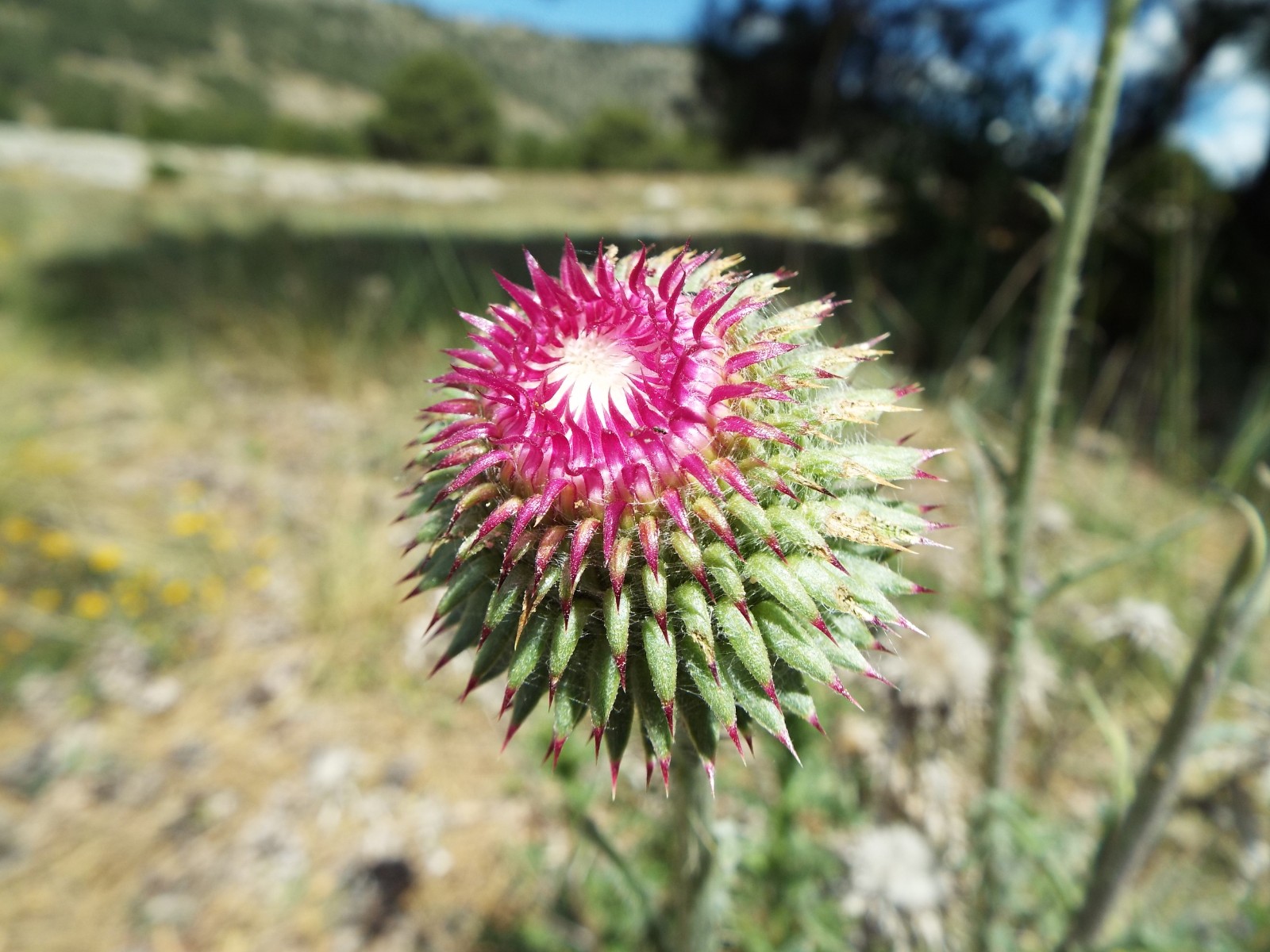 Purple thistle flower head