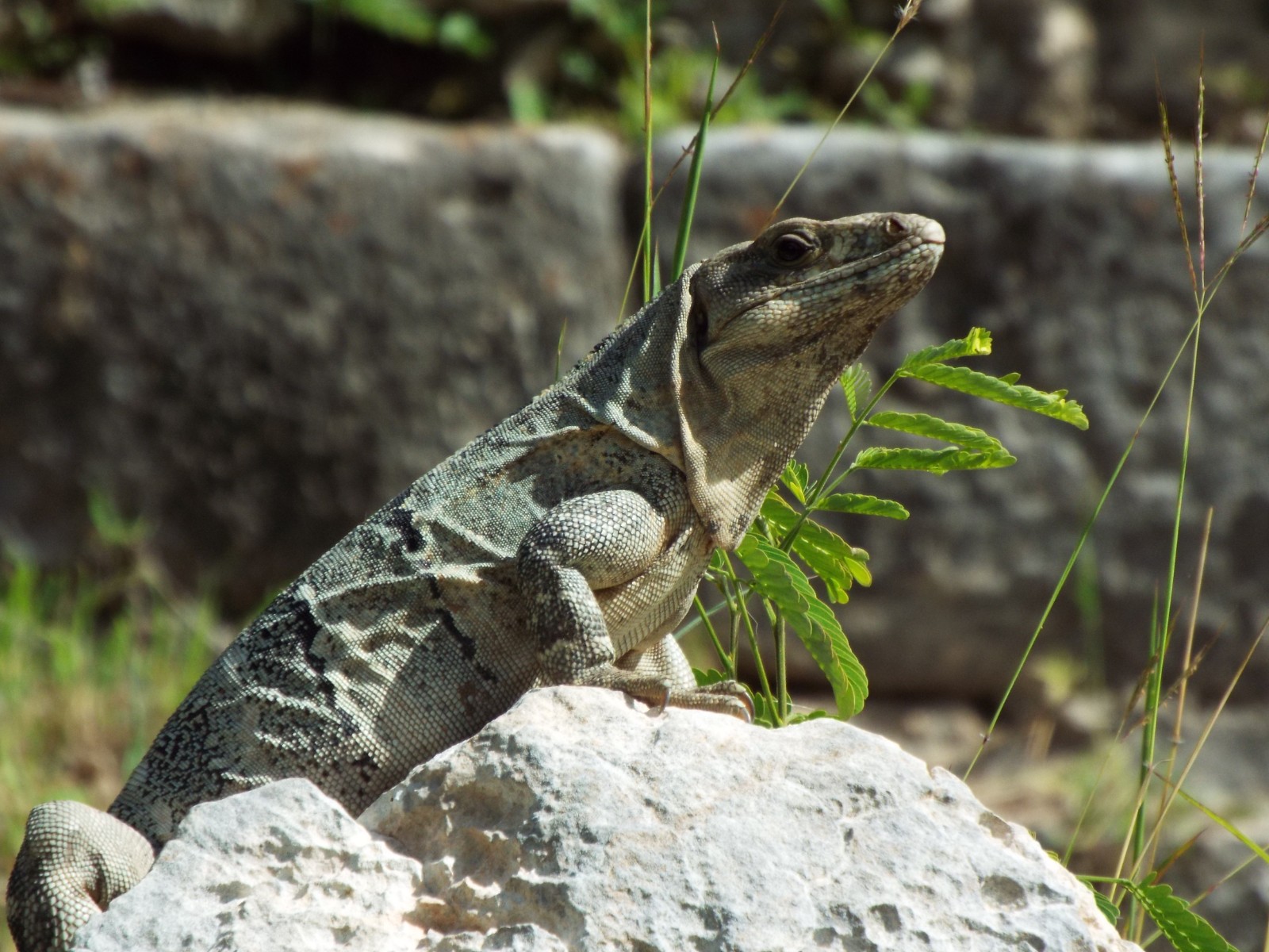 Mexican Iguana