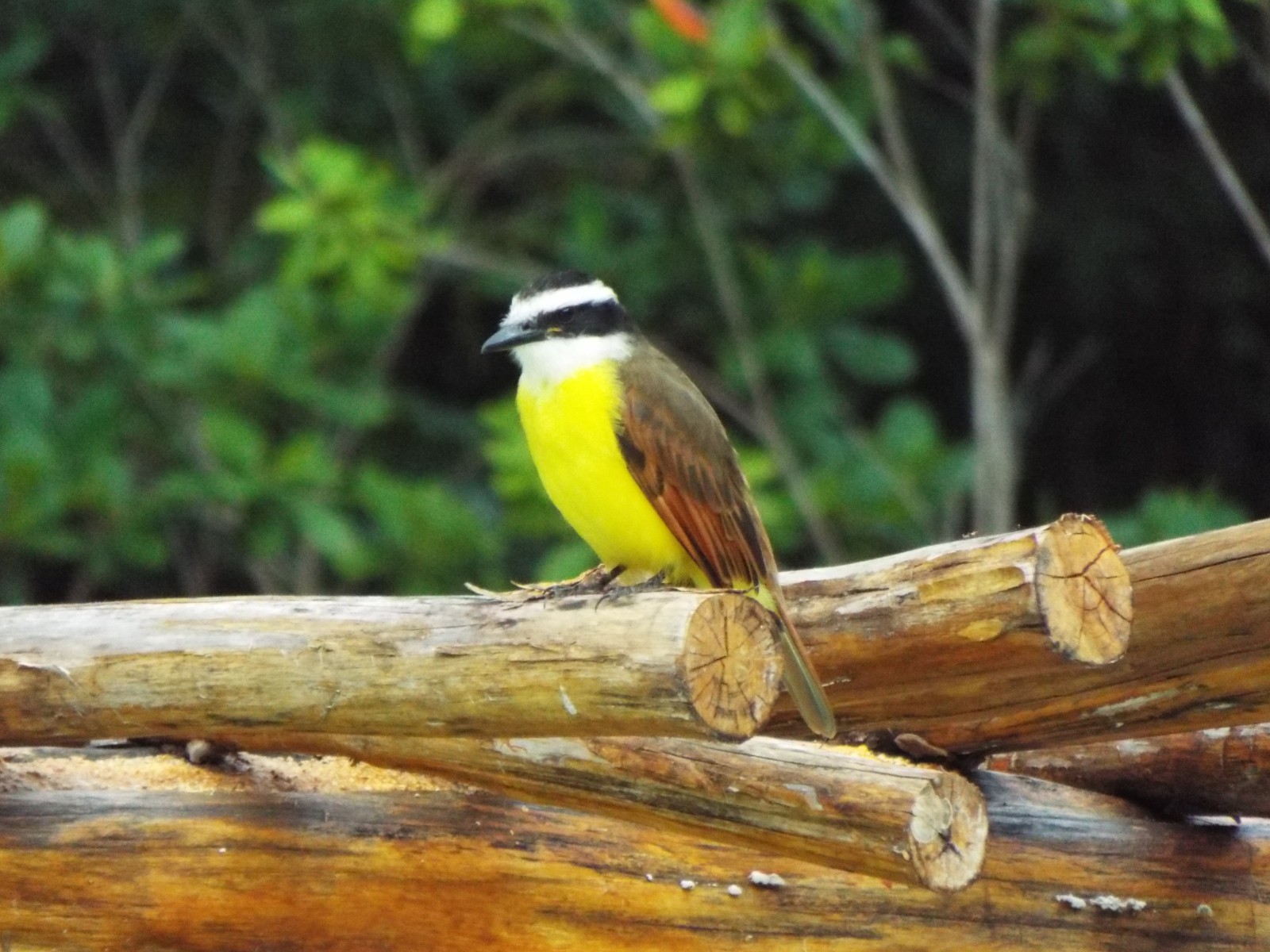 Yellow-bellied elaenia