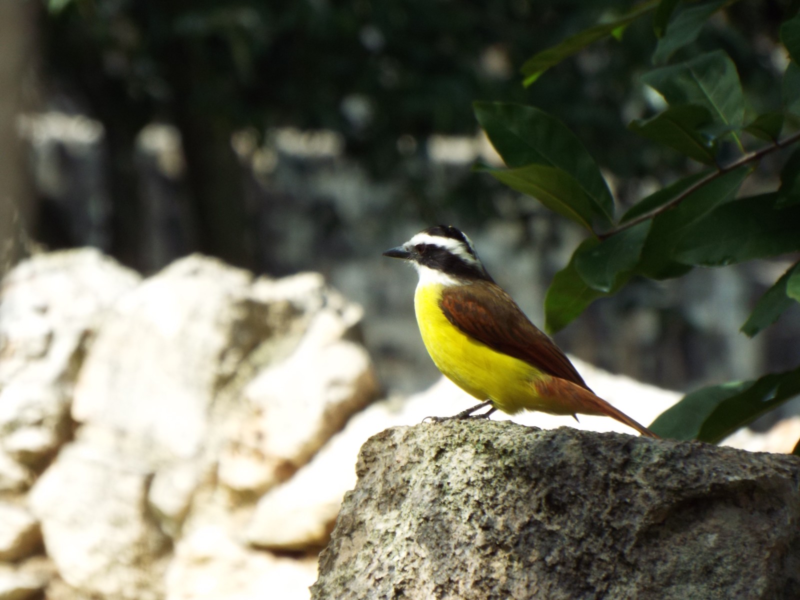 Yellow-bellied elaenia, Elaenia flavogaster