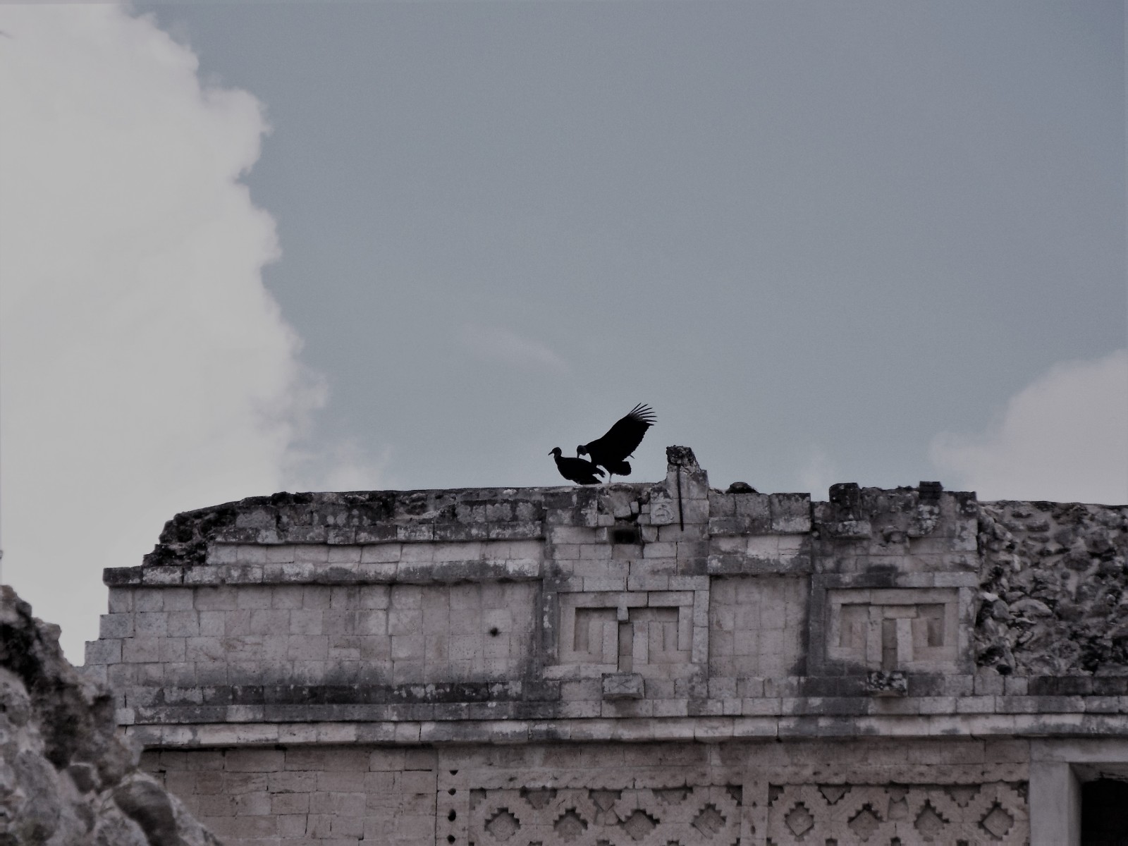 Black vultures