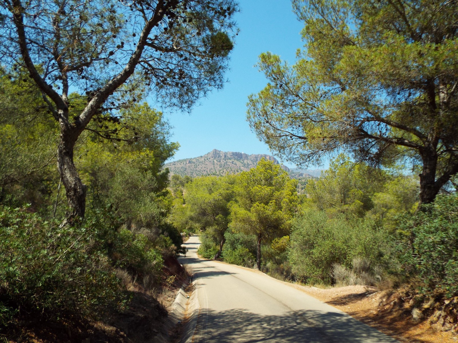 Walk in the forest