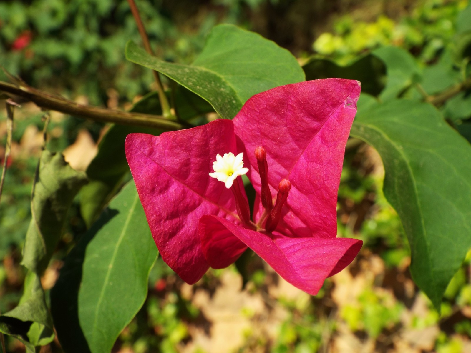 Bougainvillea flower