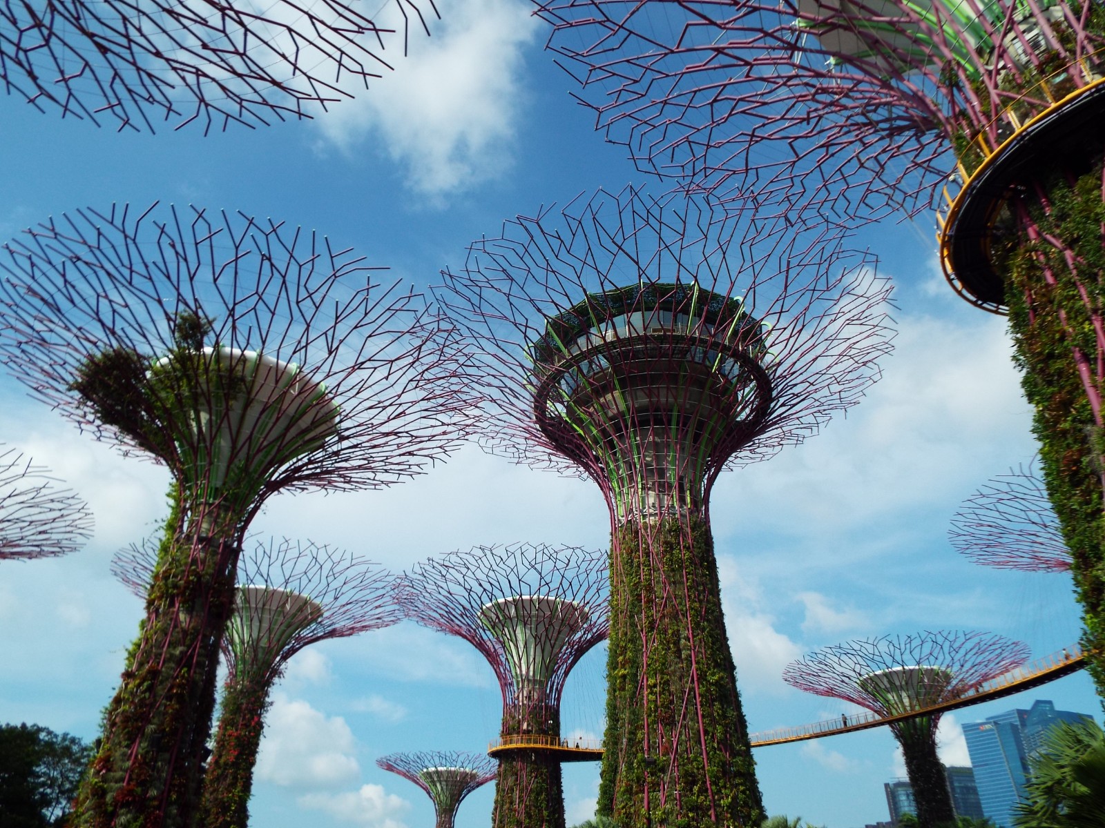 Supertree grove