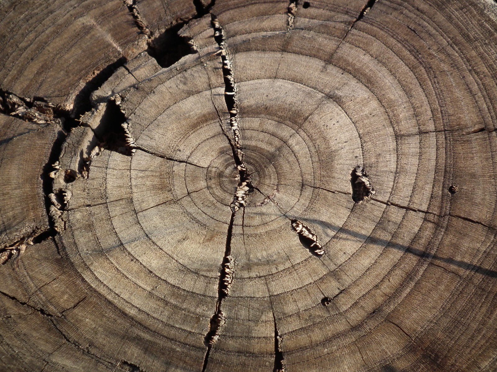 Tree rings
