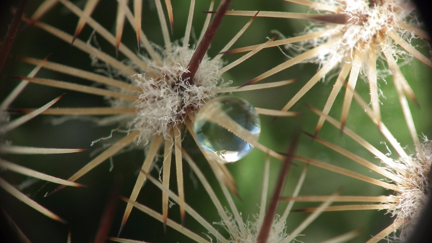 Cactus Spikes