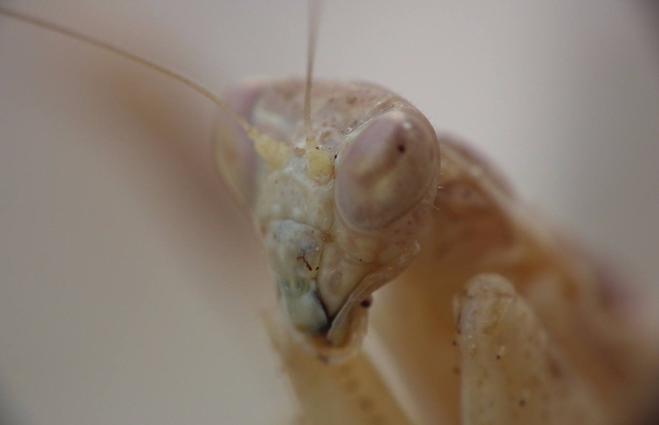Praying Mantis