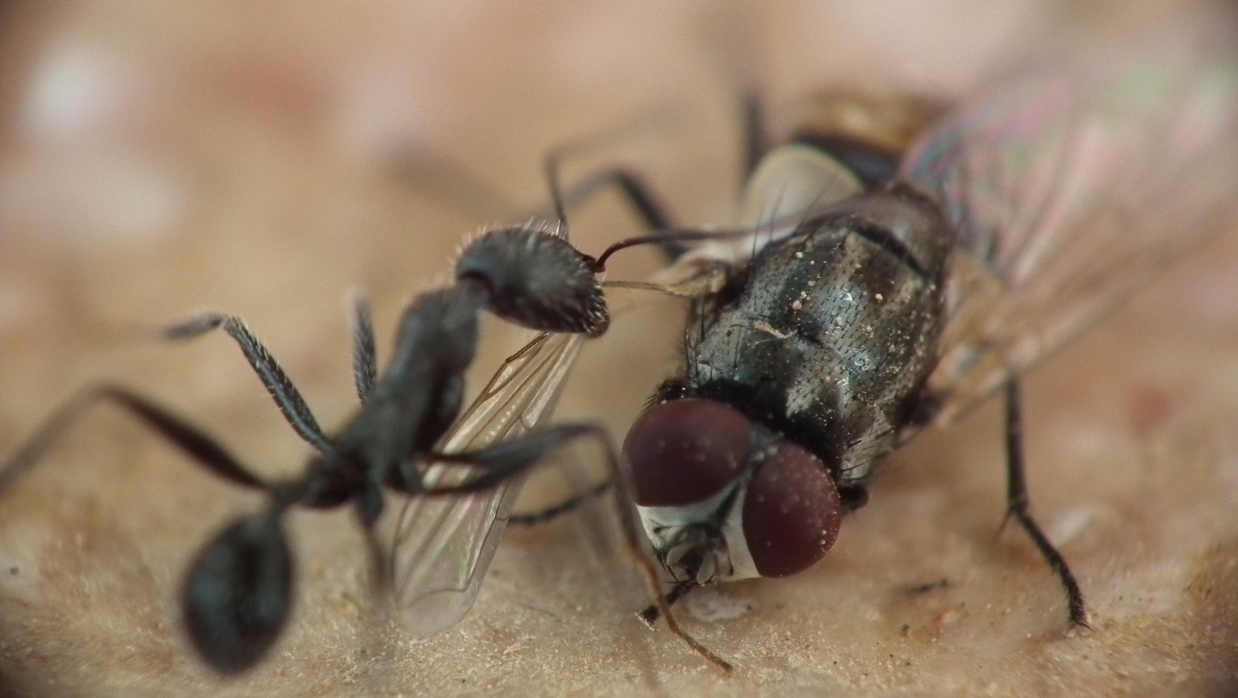 Ant versus the Fly