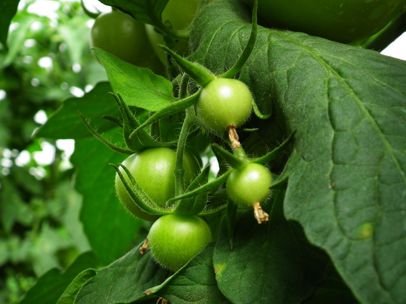 Tomatoes
