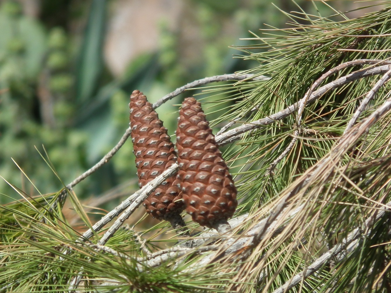 Pines