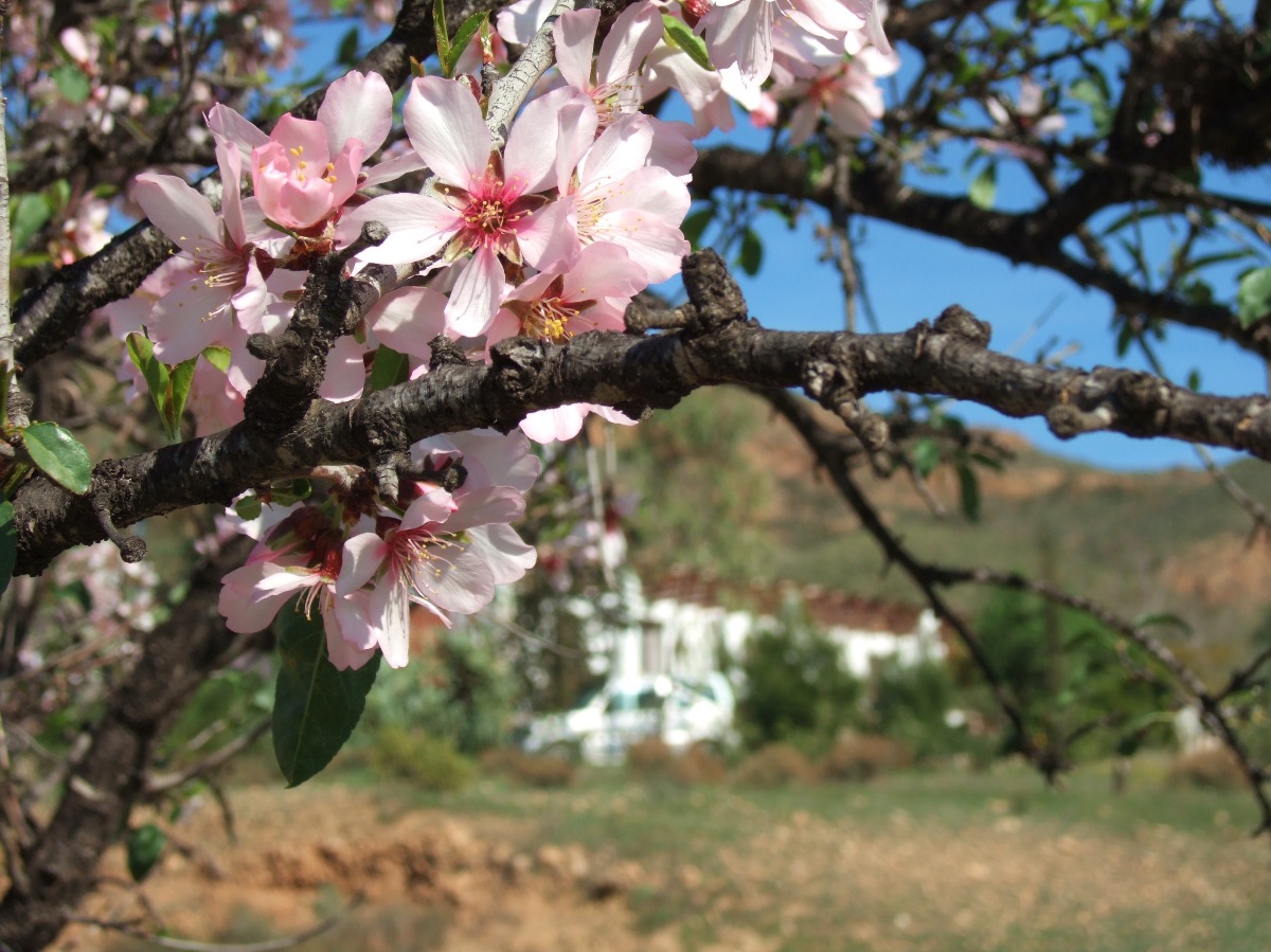 Almond Blossom