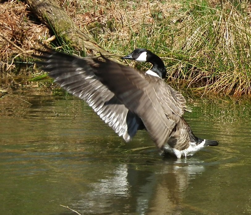 Canada Goose