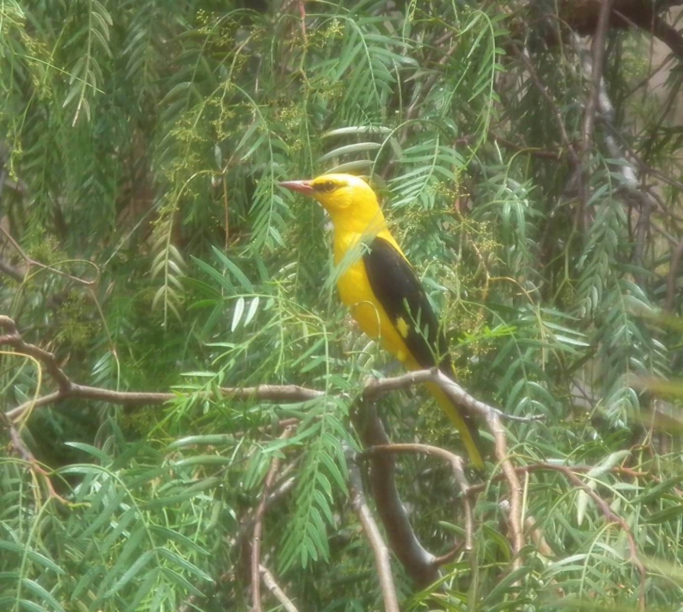 Golden Oriole