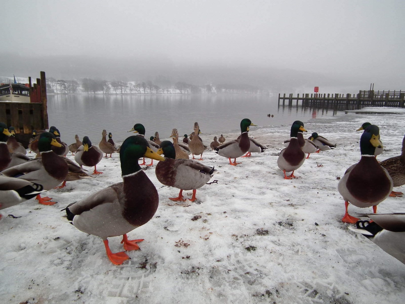 Mallards, Coniston Water
