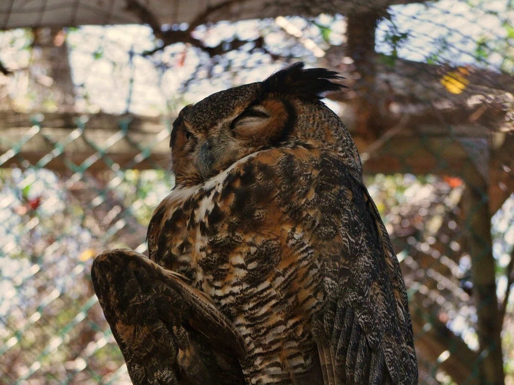 Sleeping Owl