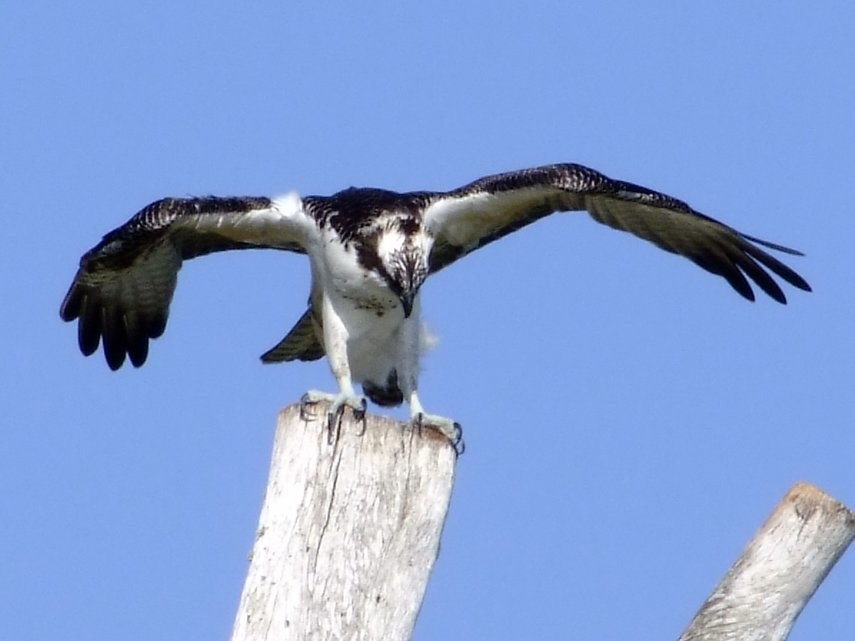 Osprey