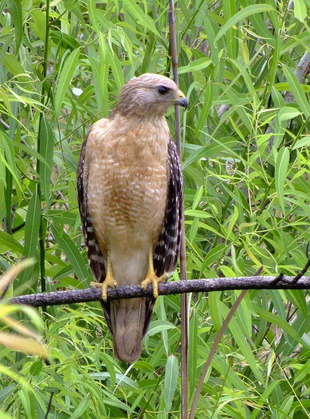 Red Shouldered Hawk