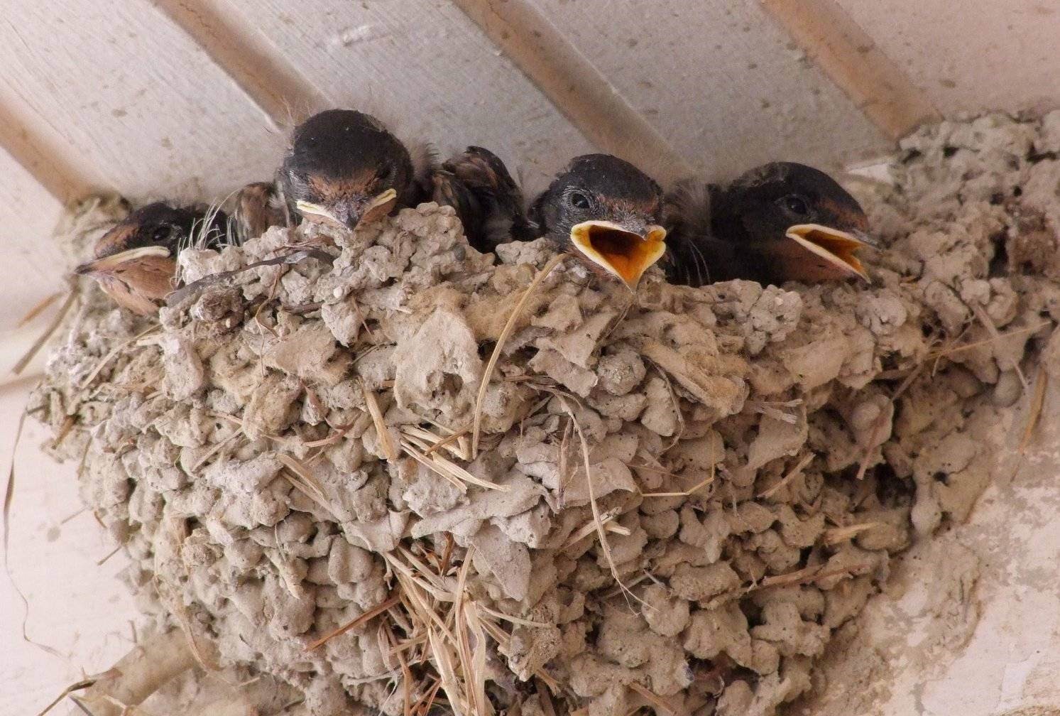 Baby Swallows