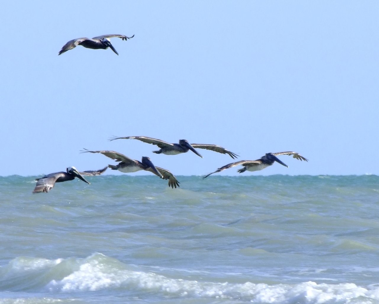 Pelicans In Flight