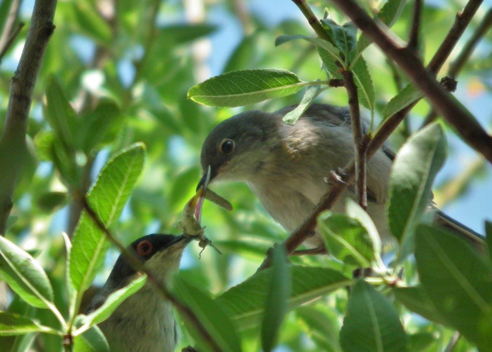 Eurasian blackcap
