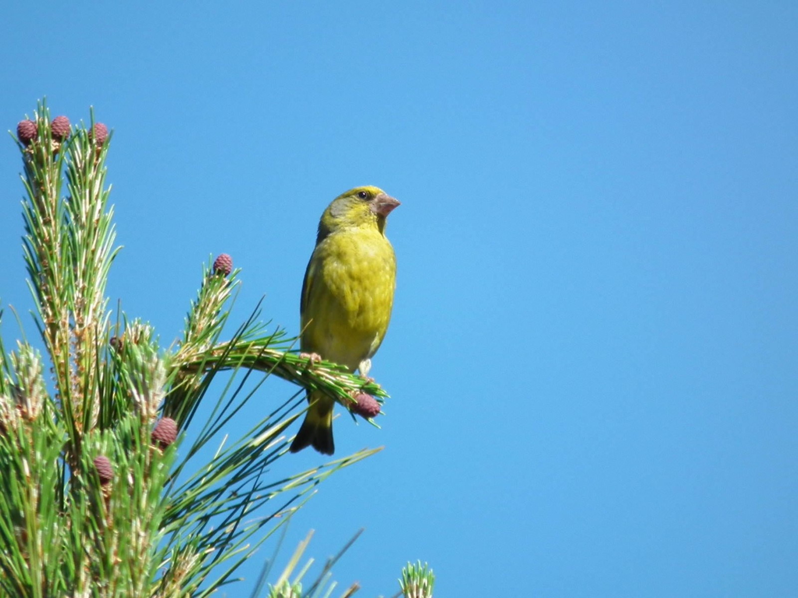 Singing Greenfich