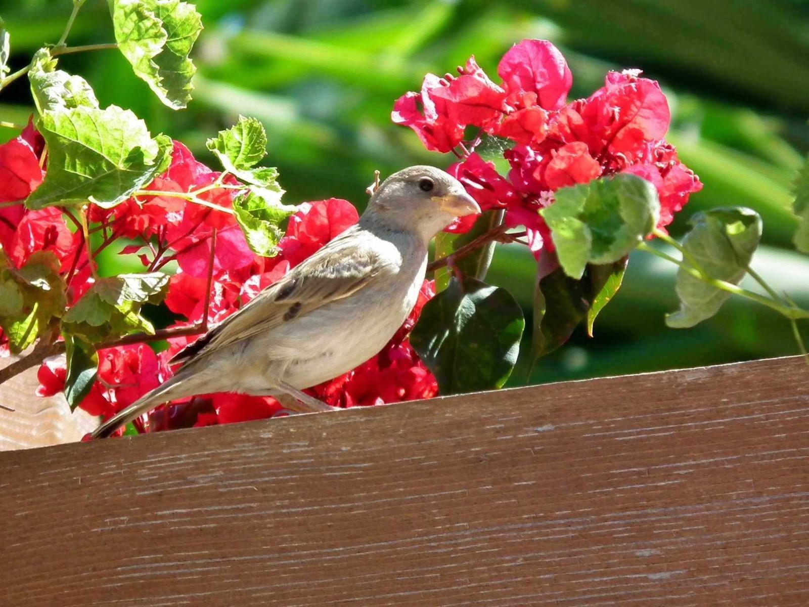 Sparrow