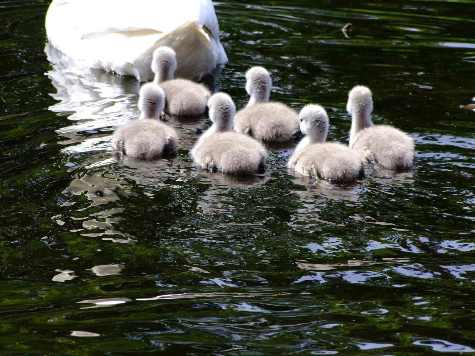 Cygnets
