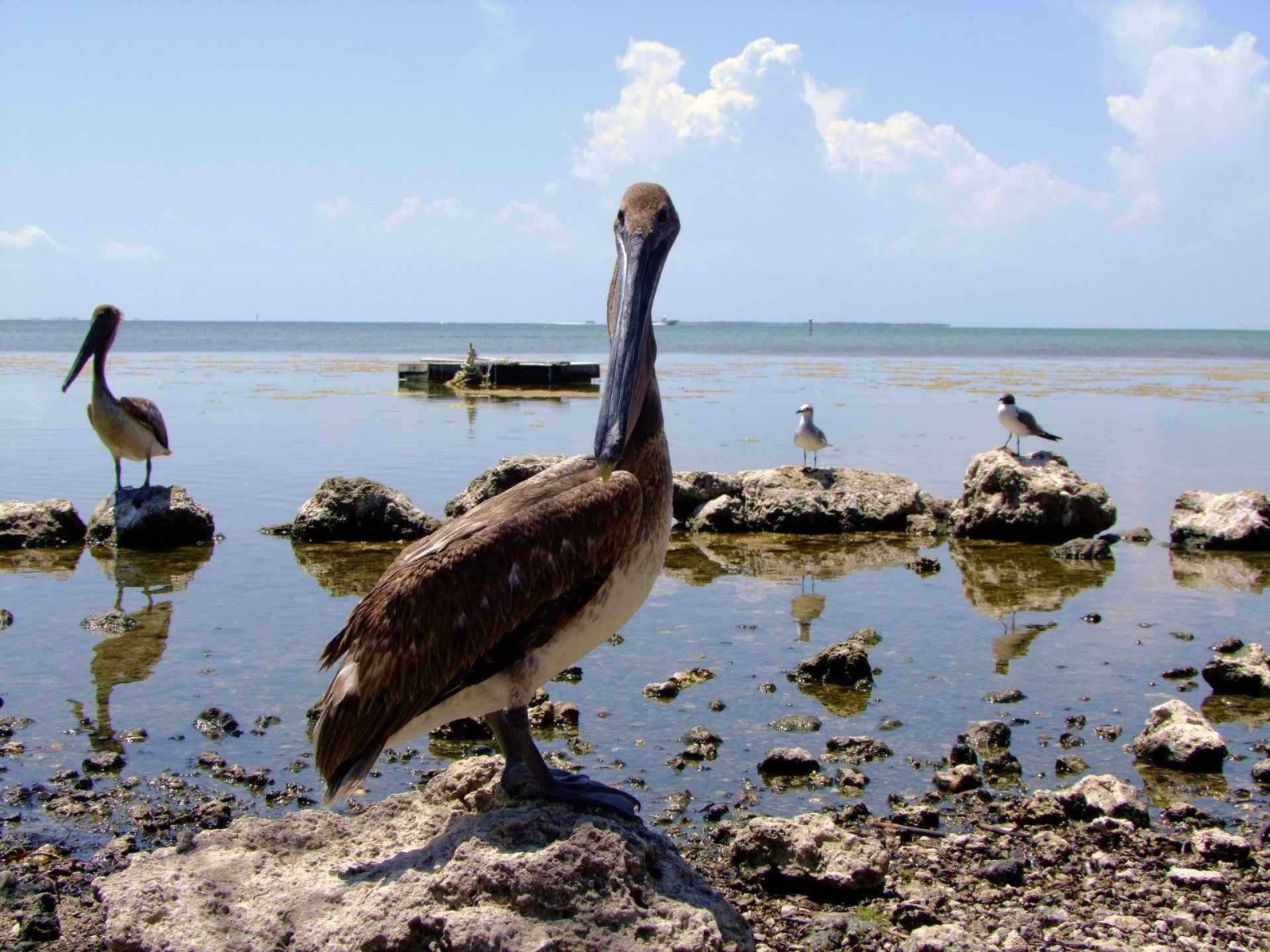 Pelican