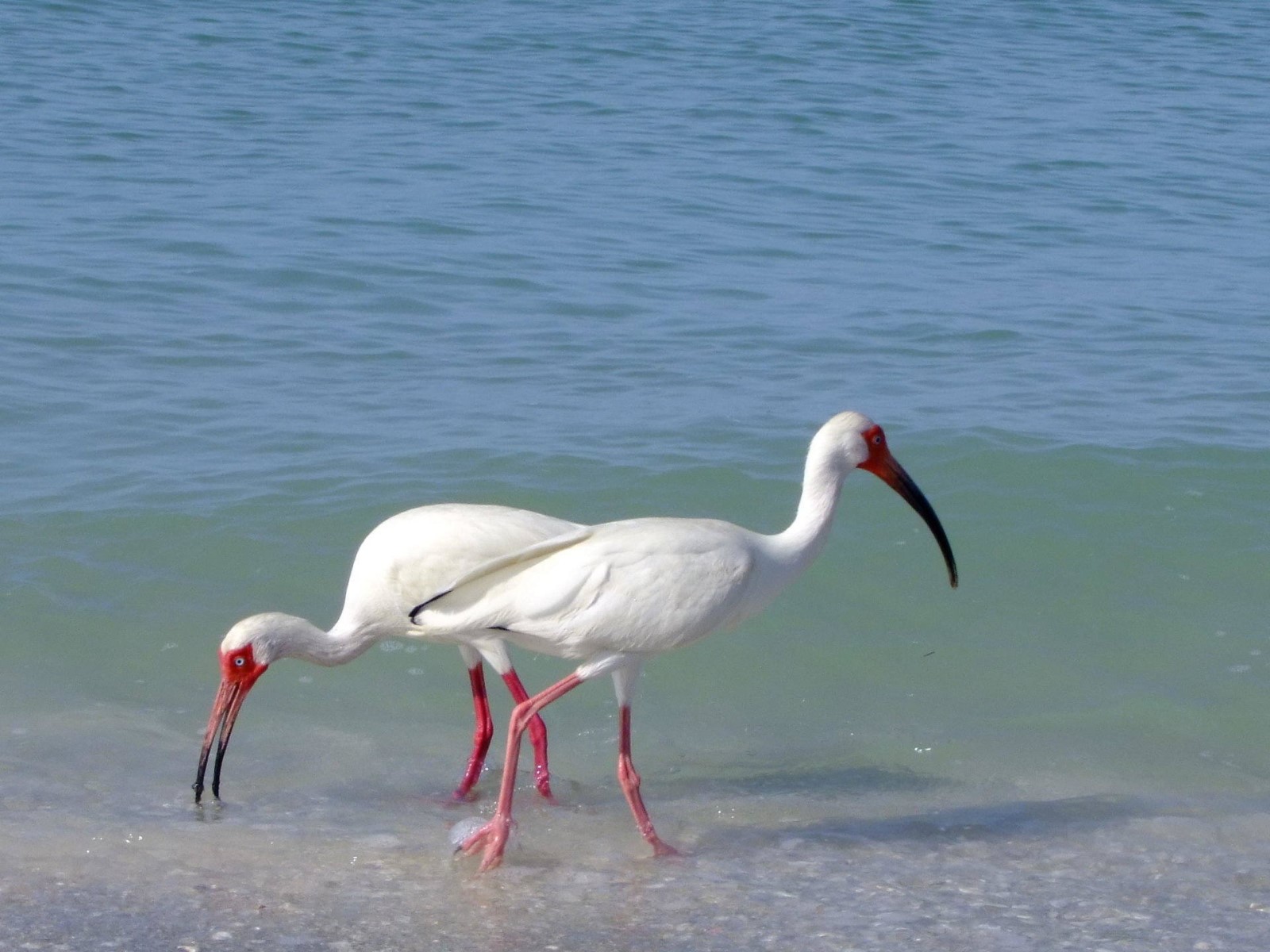 Feeding Ibis
