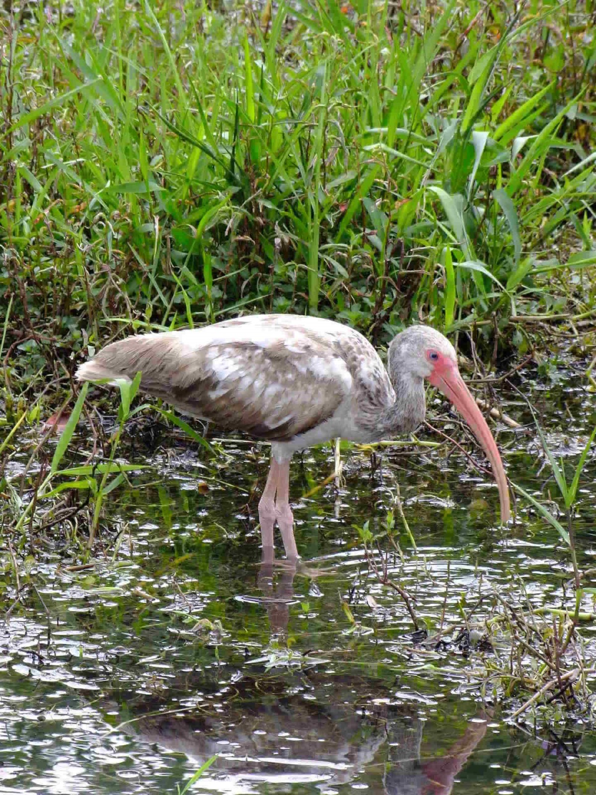 Immature White Ibis