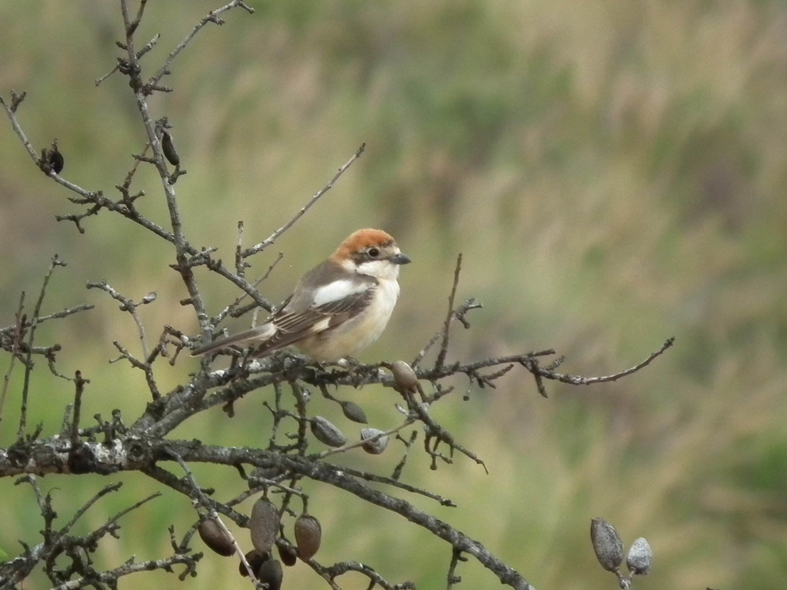Woodchat Shrike