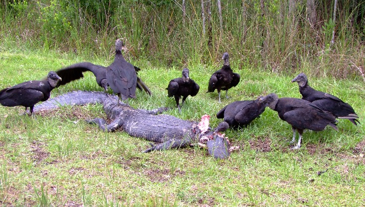 Black Vultures